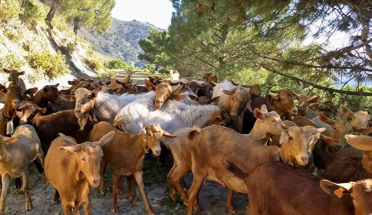 הוילה Cómpeta Casa Trigo מראה חיצוני תמונה