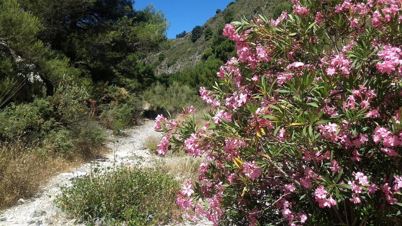 הוילה Cómpeta Casa Trigo מראה חיצוני תמונה